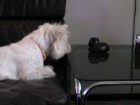 Klik op de foto voor groter formaat